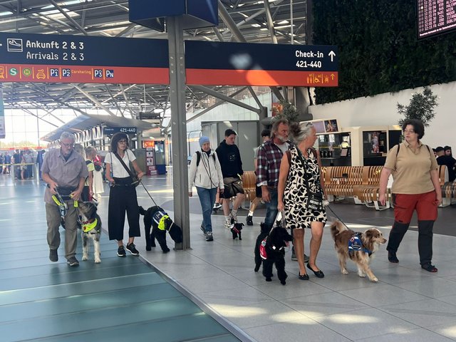 Hunde im Terminal