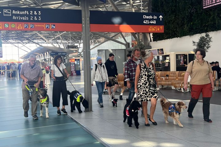 Hunde im Terminal